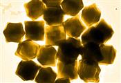تفکیک سلول سالم از سرطانی با نانوذرات طلا